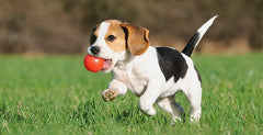 Pet's Accessories